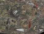 -/ Fossil Orthoceras & Goniatite Plate - Stoneware #40541-1